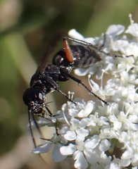 Cryptocheilus versicolor