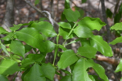 Melicoccus bijugatus