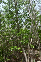 Melicoccus bijugatus