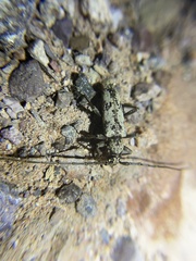Enaphalodes niveitectus