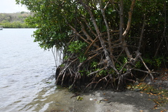 Rhizophora mangle