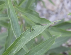 Condylostylus patibulatus
