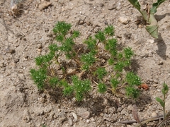 Navarretia intertexta