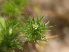 Navarretia intertexta