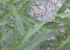 Condylostylus patibulatus