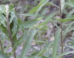 Condylostylus patibulatus