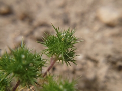 Navarretia intertexta