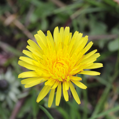 Taraxacum hamatiforme