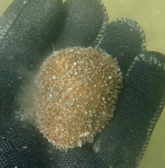 Sclerodactyla briareus