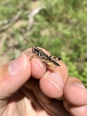 Melanoplus angustipennis