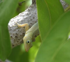 Anolis