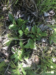 Salix myrtillifolia