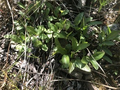 Salix myrtillifolia