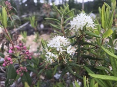 Kalmia polifolia