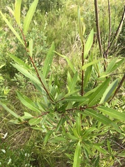 Salix arbusculoides