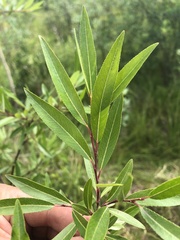 Salix arbusculoides