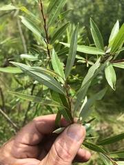 Salix arbusculoides
