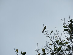 Schistochlamys melanopis