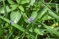 Stachytarpheta jamaicensis