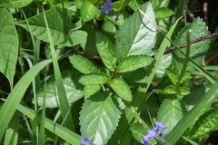 Stachytarpheta jamaicensis