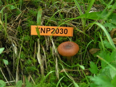 Lactarius alpinus