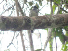 Schistochlamys melanopis