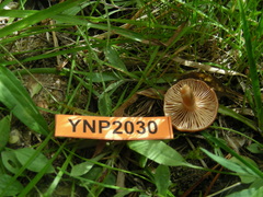 Lactarius alpinus