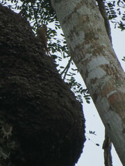 Dendrocolaptes picumnus