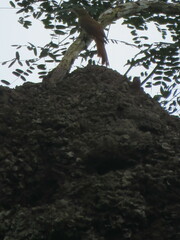 Dendrocolaptes picumnus