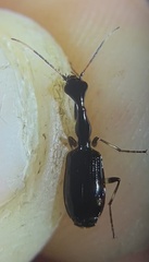Colliuris lioptera