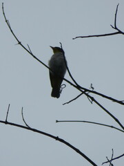 Hemithraupis flavicollis