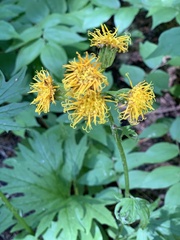 Cacaliopsis nardosmia