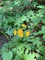 Cacaliopsis nardosmia