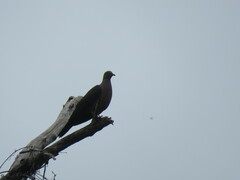 Patagioenas subvinacea