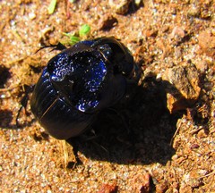 Phanaeus furiosus