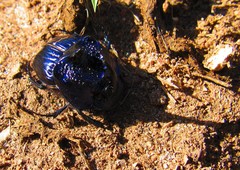 Phanaeus furiosus