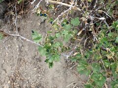 Ribes roezlii roezlii