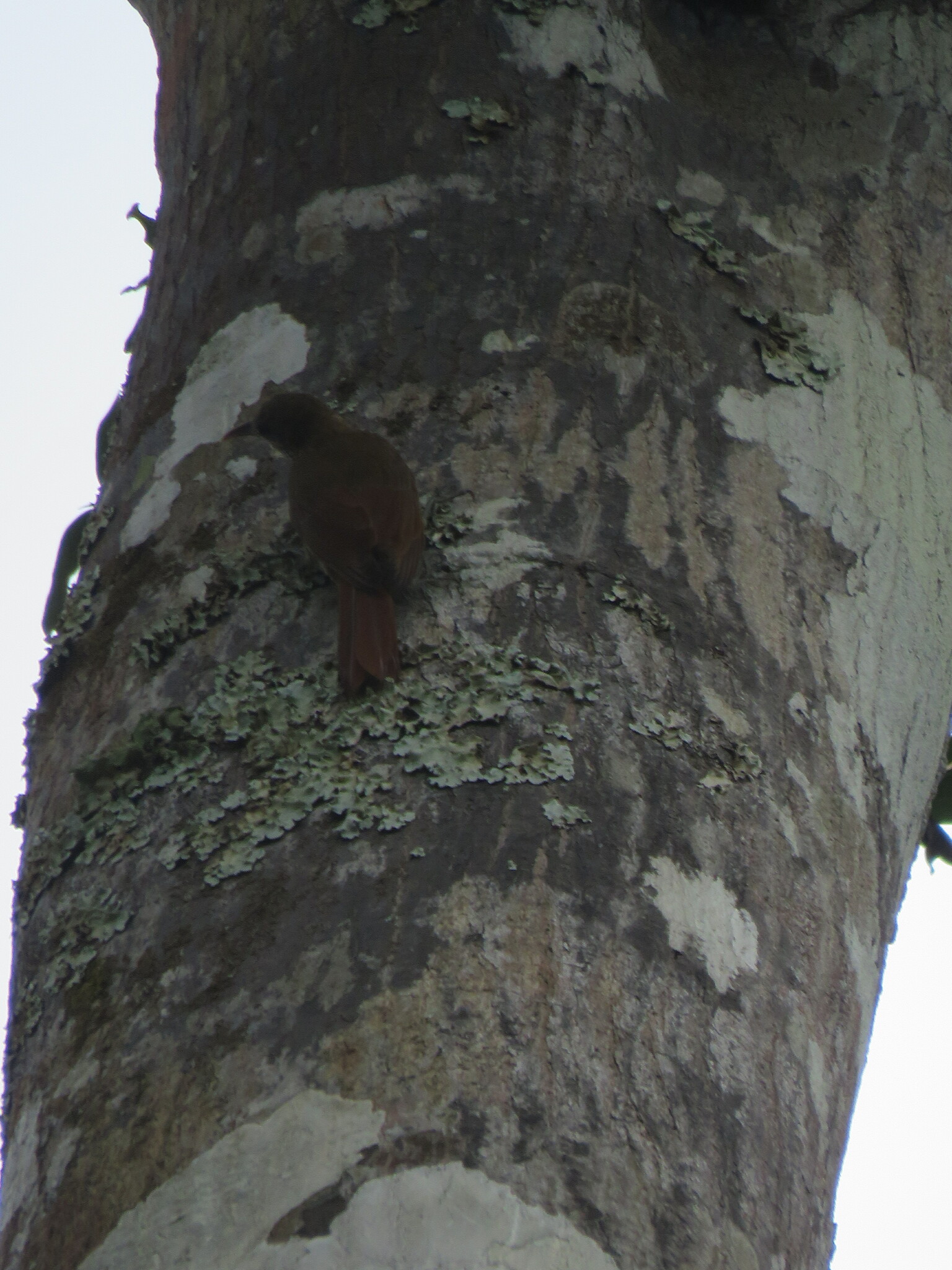 Ocellated Woodcreeper (Xiphorhynchus ocellatus), photo 4