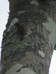 Xiphorhynchus ocellatus