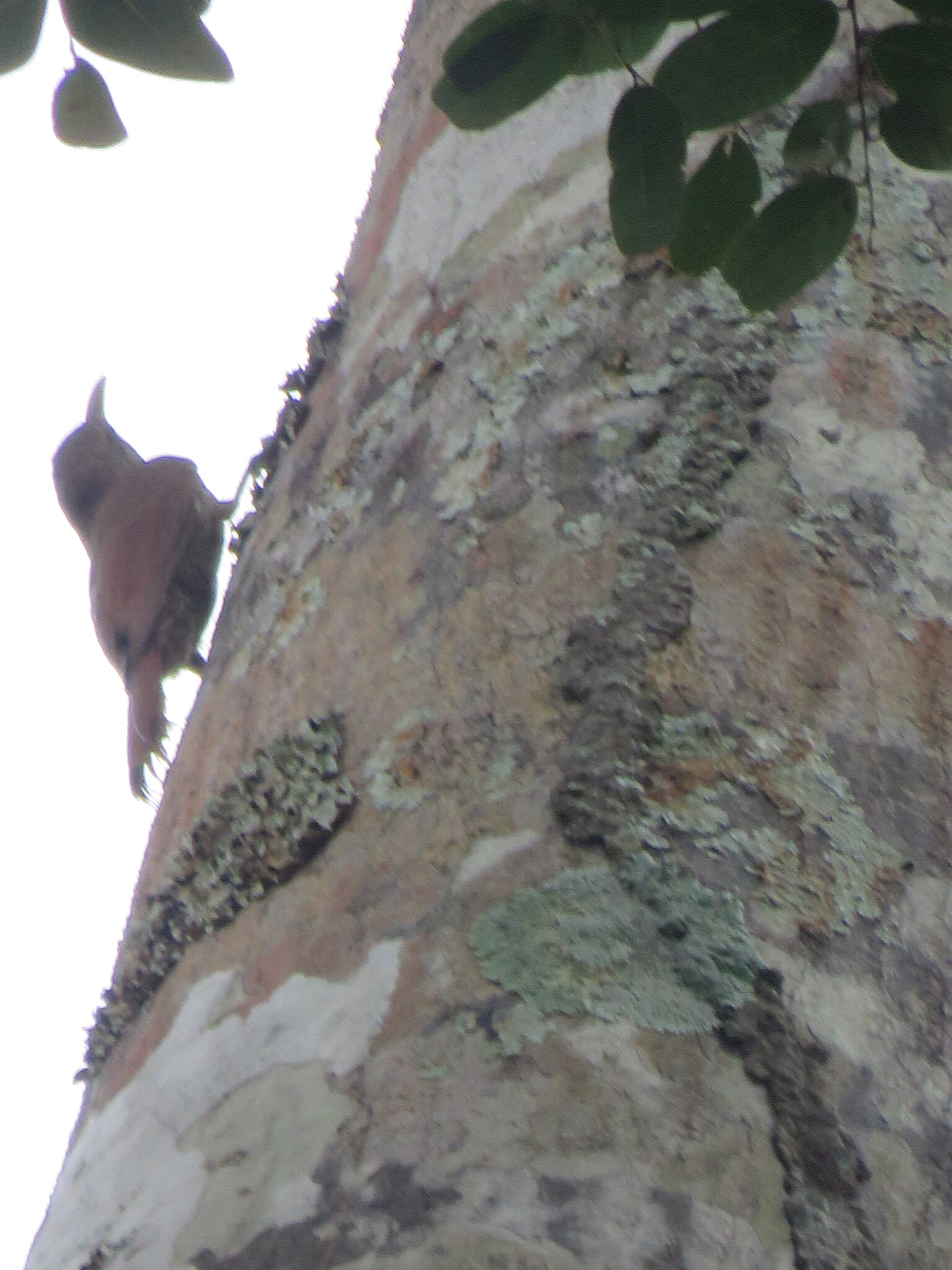 Ocellated Woodcreeper (Xiphorhynchus ocellatus), photo 5