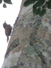 Xiphorhynchus ocellatus