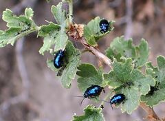Ribes roezlii roezlii