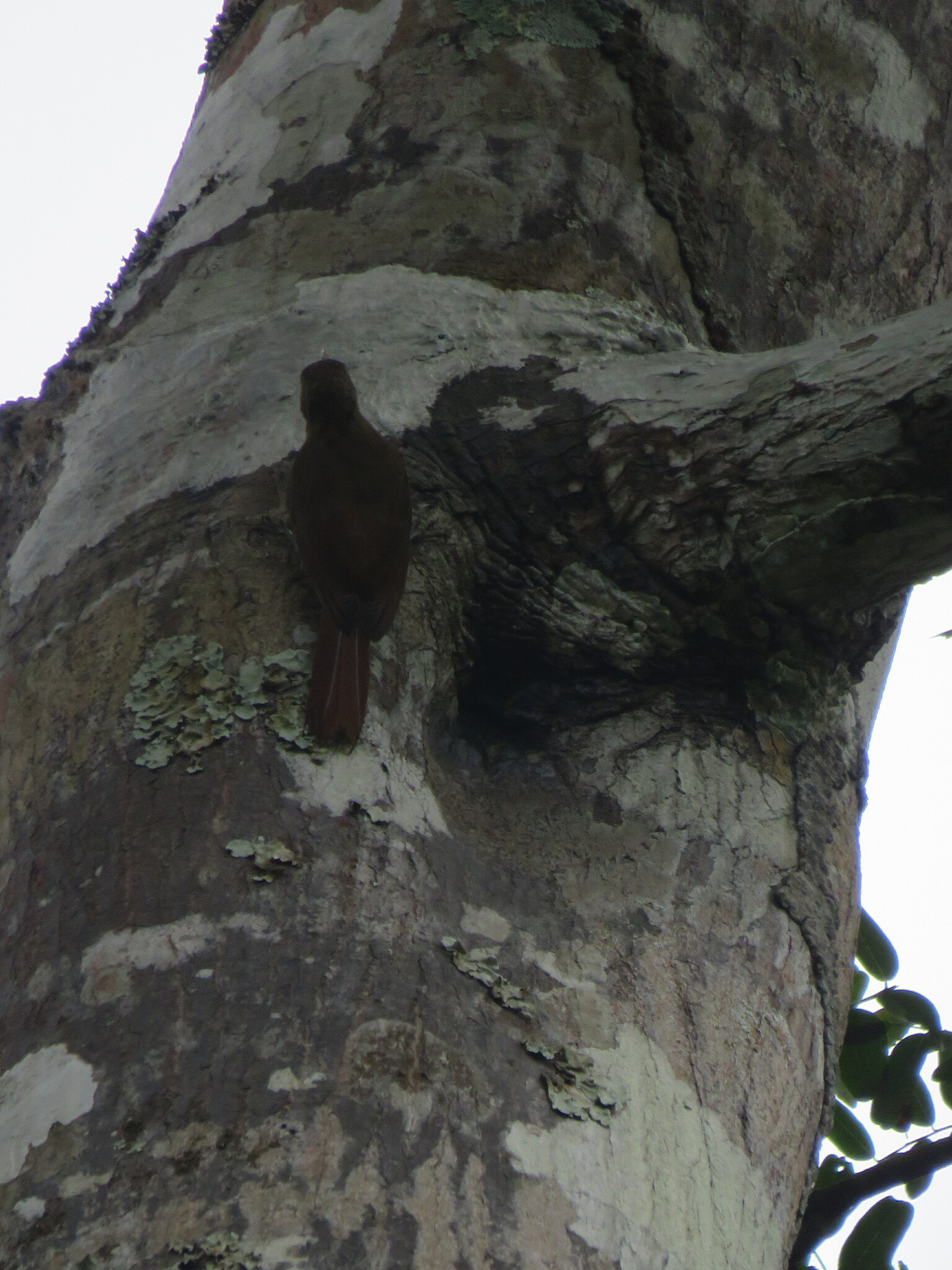 Ocellated Woodcreeper (Xiphorhynchus ocellatus), photo 6