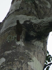 Xiphorhynchus ocellatus