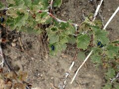 Ribes roezlii roezlii