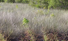 Juncus roemerianus