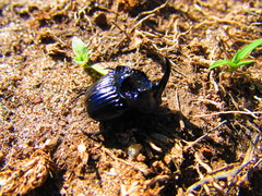 Phanaeus furiosus