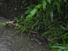 Ichnanthus pallens