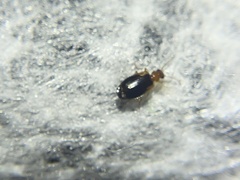 Lebia scapula