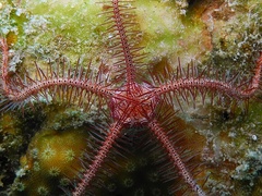 Ophiothrix purpurea